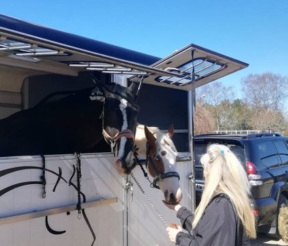 Hest der var nervøs i trailer og stejlede men blev trailer trænet rolig og tryg i hestetraileren