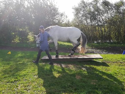 Undervisning i heste træning fra jorden - horsemanship så trailerlæsning ikke giver problemern