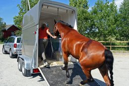 Læssetræning i hestetrailer af alle typer heste og ponyer